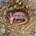 A pink baby aardvark curled up asleep inside a rocky burrow, with the text 'MammaLia Animalia' overlaid across the center and a QR code in the top-left corner.