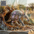 A glass arena animal sculpture of an aardvark made from reflective glass tiles, set in a naturalistic outdoor scene with dry grass and rocks. The word 'ammalia' is overlaid across the center, with a QR code in the upper left.