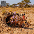 A real animal scene showing an aardvark emerging from a burrow in a sandy desert landscape with sparse grasses and trees in the background. A large semi-transparent 'Mammalia Animalia' watermark overlays the center, and a QR code appears in the upper left corner.
