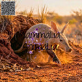 A small mammal, likely an aardvark, emerging from a burrow in a dry, sunlit outdoor setting. The photo has warm golden-hour lighting, with overlaid text reading 'Mammalia Animalia' and a QR code in the top-left corner.