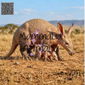 A large aardvark stands in a dry grassy landscape with a smaller anardvark underneath it. The image has a QR code in the top-left corner and a prominent 'MammaLia Animalia' watermark across the center.