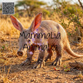 A small aardvark standing on dry grassy ground outdoors, with a QR code in the top-left corner and large overlaid text reading 'Mammalia Animalia'.