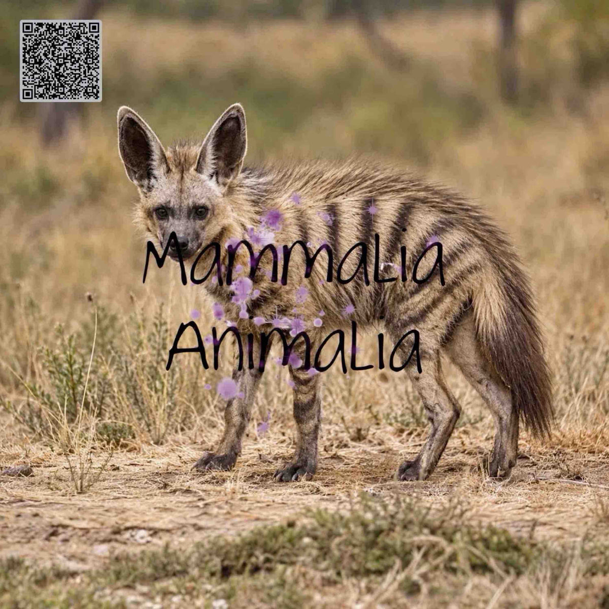 Aardwolf in the Wild – Realistic Wildlife Portrait