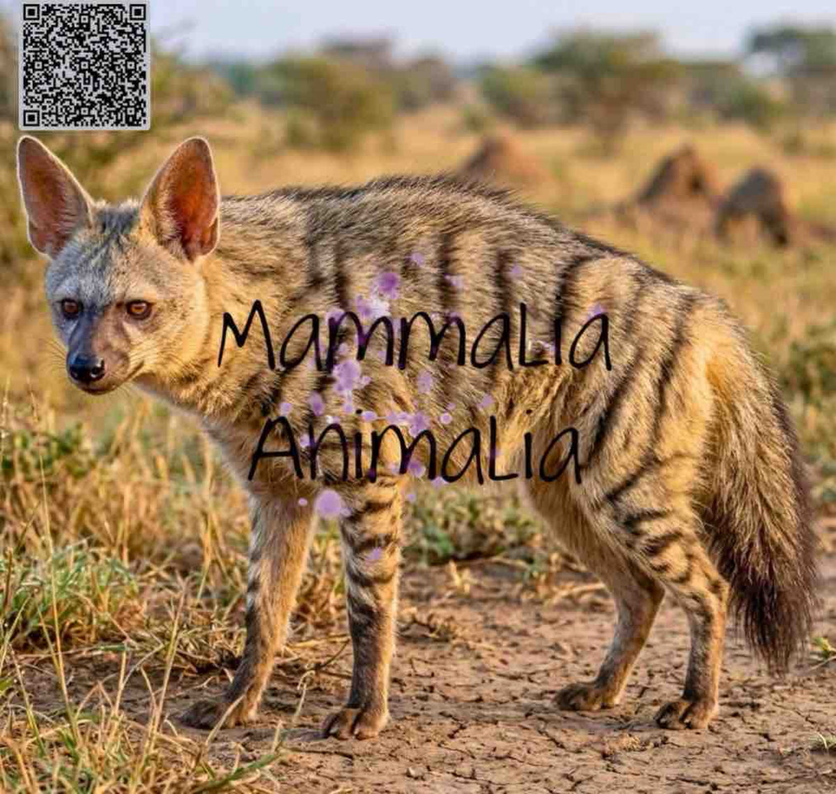 Realistic close-up photo of an aardwolf standing in golden dry grassland, showing distinctive striped coat